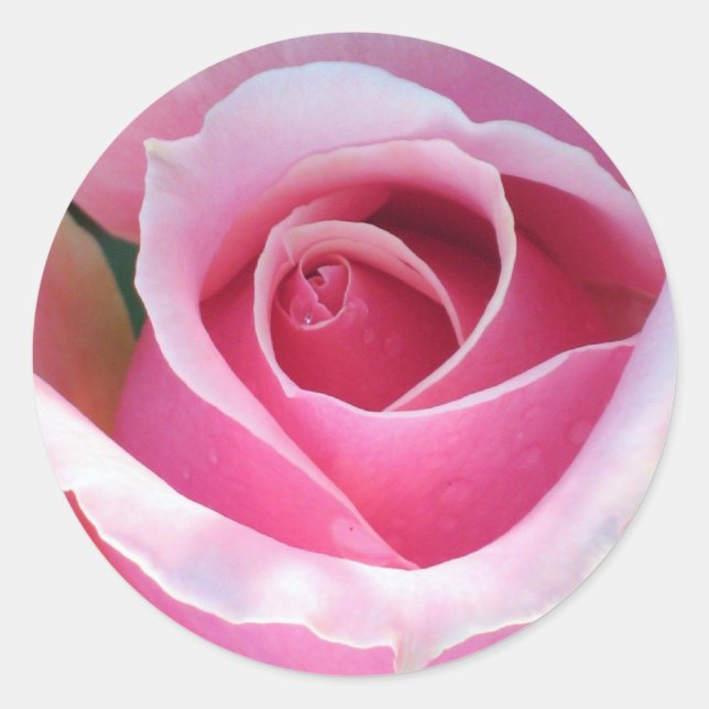 Sticker rose (Devant)