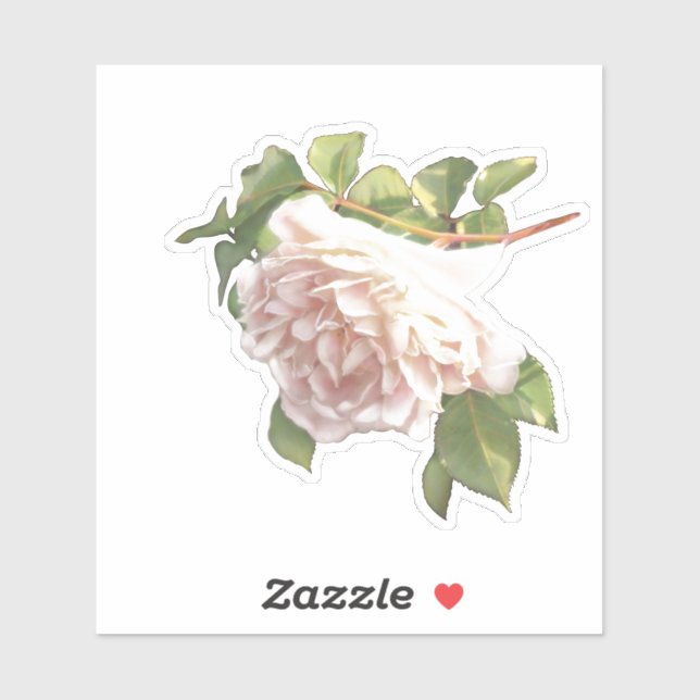 Sticker Rose blanc rose ivoire (Feuille)