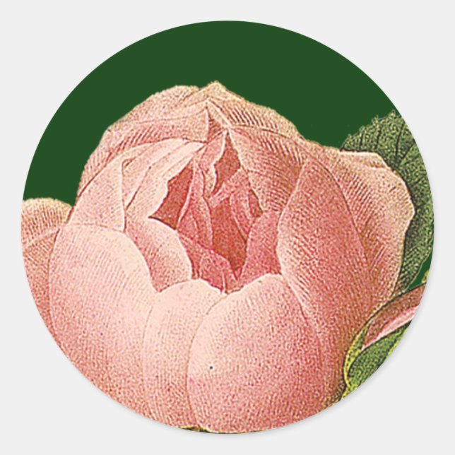 Sticker Rose de chou rose botanique (Devant)