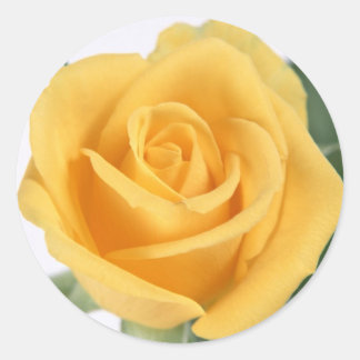 Sticker rose jaune