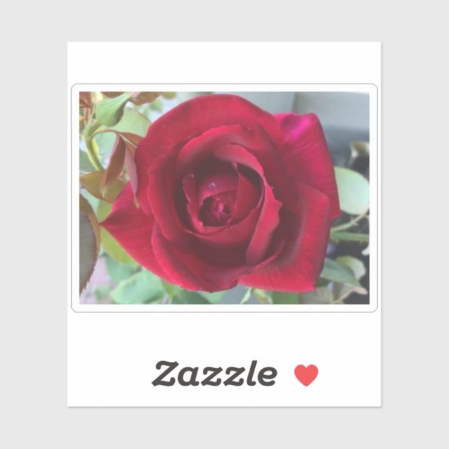 Sticker Rose Rouge Macro (Feuille)
