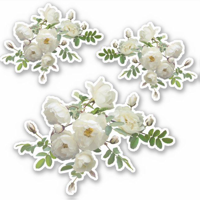 Sticker Roses blanches sur une succursale (Devant)