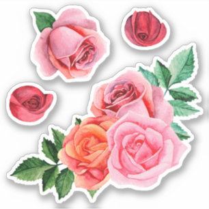 Sticker Roses rose aquarelle. Fleurs de jardin. Botanique