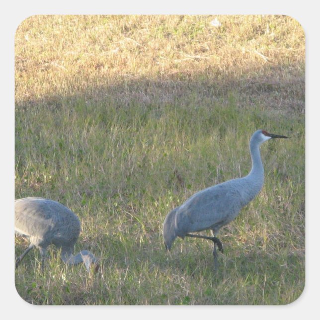 Sticker Sandhill Cranes (Devant)