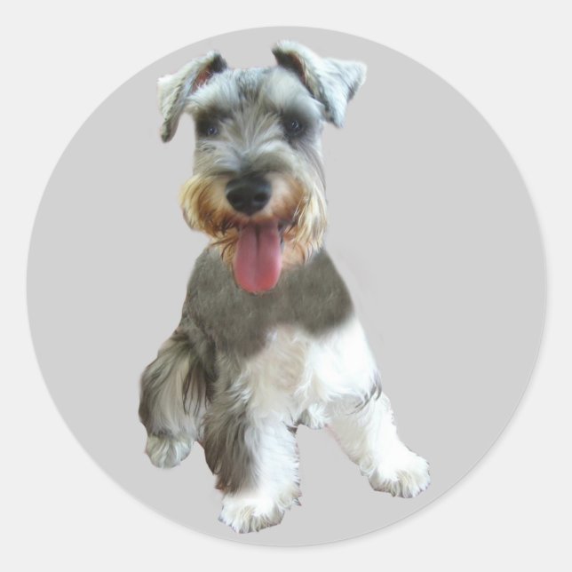 Sticker Schnauzer miniature (Devant)