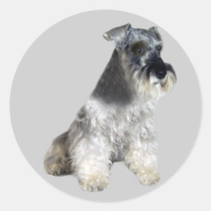 Sticker Schnauzer miniature