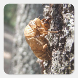 Sticker Shell Cicada
