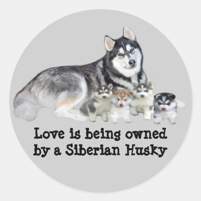Sticker Sibérien Husky & Puppies (Devant)
