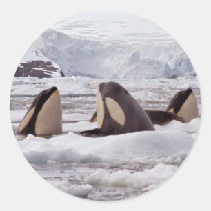 Sticker Spyhoping Orques