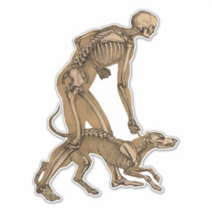 Sticker squelette homme et chien animal humain anatomie ar