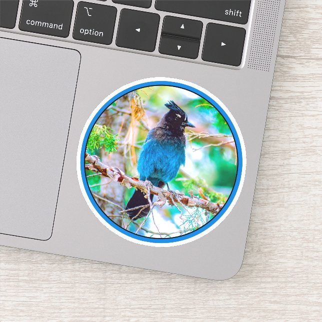 Sticker Steller's Jay - Photographie originale (Détail)