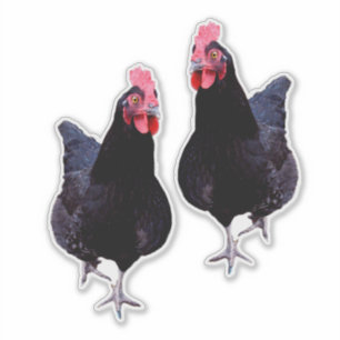 Sticker Strut de poulet noir,