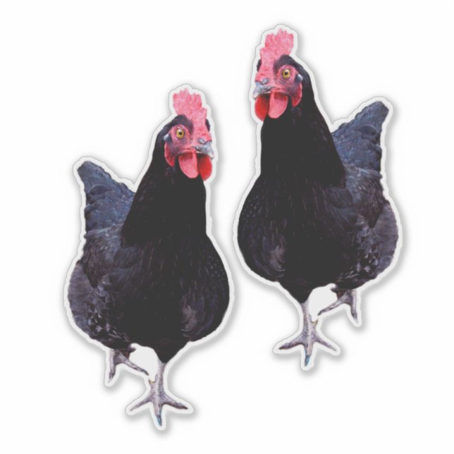 Sticker Strut de poulet noir, (Devant)