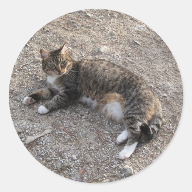 Sticker : Tabby Cat Resting (Devant)