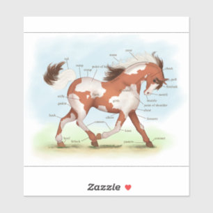 Sticker Tableau d'anatomie du Cheval de Chestnut Overo