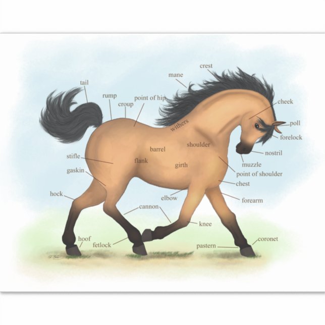 Sticker Tableau d'anatomie équine éducative du Cheval en p (Devant)