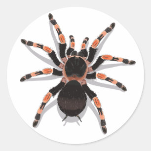 Sticker Tarantula
