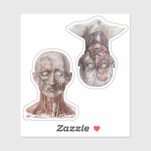 Sticker Têtes de science d'anatomie humaine vintage
