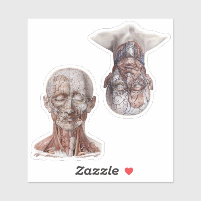 Sticker Têtes de science d'anatomie humaine vintage (Feuille)