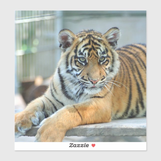 Sticker Tigre 034 (Feuille)