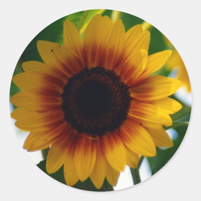 Sticker tournesol (Devant)