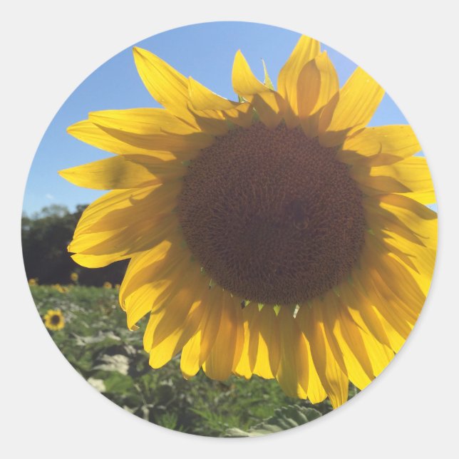 Sticker tournesol, gros, Closeuse tournesol rond (Devant)