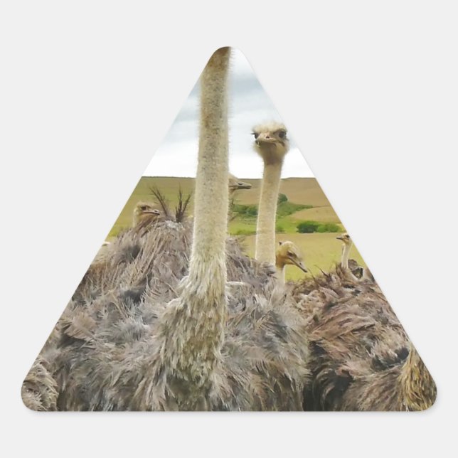 Sticker Triangulaire autruche (Devant)