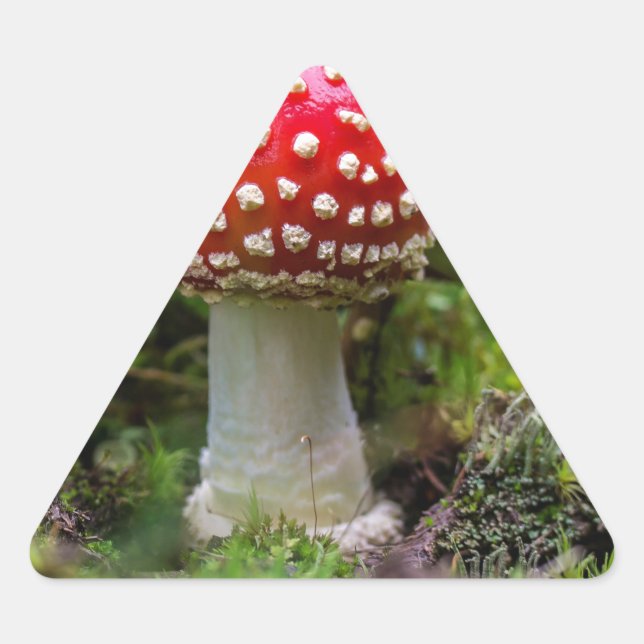 Sticker Triangulaire Beauté d'automne (Devant)