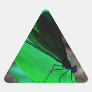 Sticker Triangulaire Blue Damselfly on a green leaf.