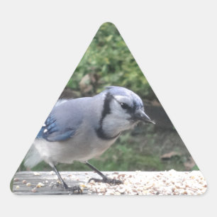 Sticker Triangulaire Blue Jay