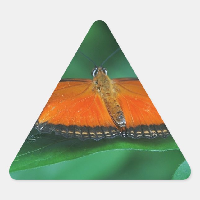 Sticker Triangulaire Bright Orange and Black Butterfly on Leaf (Devant)