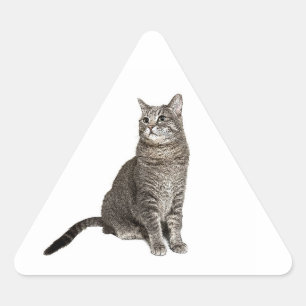 Sticker Triangulaire Chat abyssinien