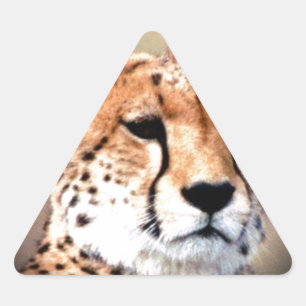 Sticker Triangulaire Cheetah Portrait par Pleine lune : La grâce de la 