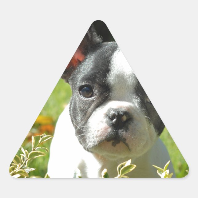 Sticker Triangulaire Chien noir et blanc (Devant)