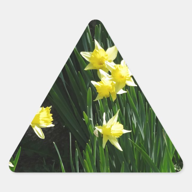 Sticker Triangulaire Daffodiques de printemps (Devant)