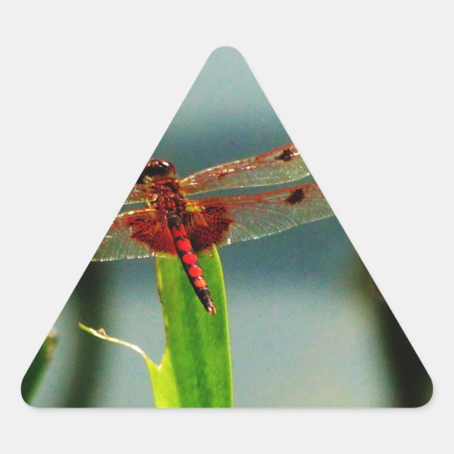 Sticker Triangulaire Dragonfly rouge et noire tachetée (Devant)