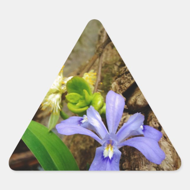 Sticker Triangulaire Fleur blanche pourpre bleu Iris (Devant)