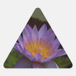 Sticker Triangulaire Nénuphar de Lotus pourpre