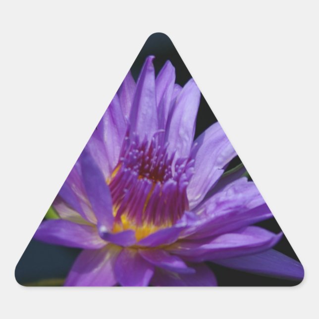 Sticker Triangulaire Nénuphar Lotus (Devant)