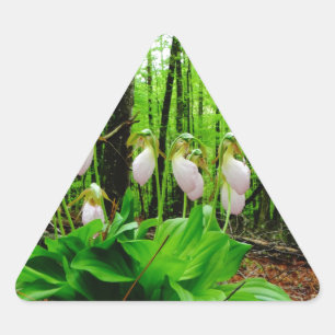 Sticker Triangulaire Pink Lady Slipper sauvage orchidée