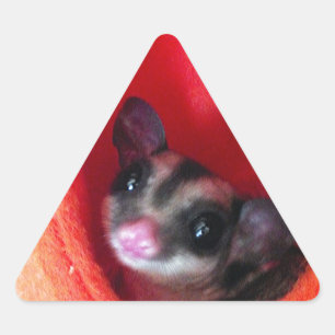 Sticker Triangulaire Planeur à sucre en Orange Hanging Lit