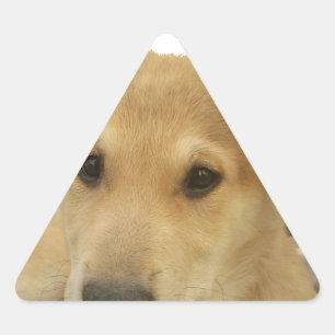 Sticker Triangulaire Sagesse d'or : Une vision oeil de chien de l'école