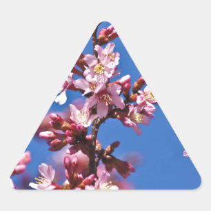 Sticker Triangulaire Sakura Cerisiers en Fleur Touchant le Bleu