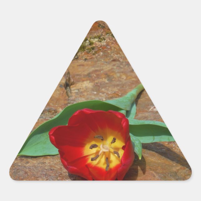 Sticker Triangulaire Tulipe rouge du printemps (Devant)