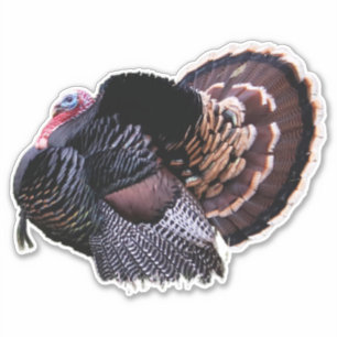 Sticker Turquie sauvage de 8 po x 8 po