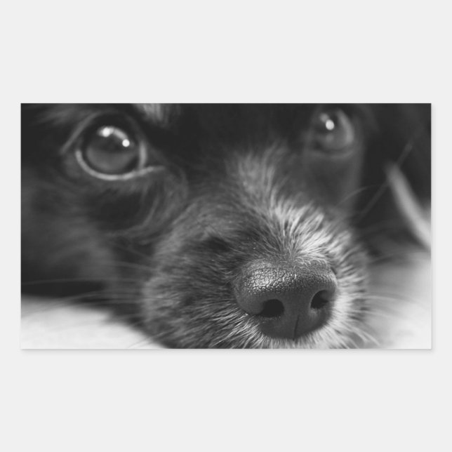 Sticker Visage Chien Chien Mignonne (Devant)