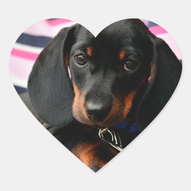 Sticker Visage Chien Chien Mignonne (Devant)