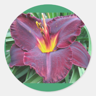 Sticker Volcanique Daylily
