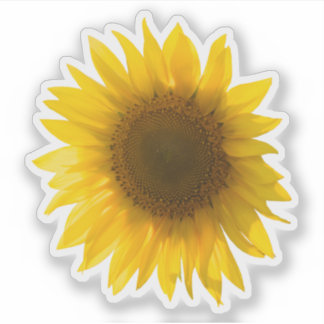 Sticker Vrai tournesol jaune