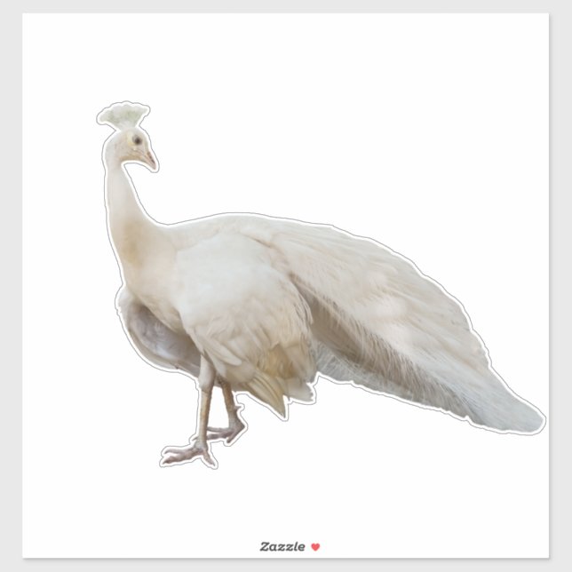 Sticker White paon pose (Feuille)